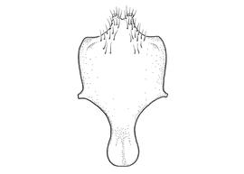   Anthidium quetzalcoatli  male, diagram showing ventral view of eighth sternum (S8), diagram from Gonzalez and Griswold 2013 
